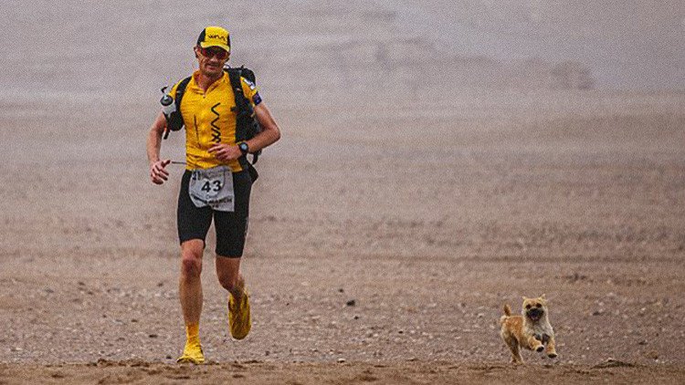 Vuelve a China a por la perrita que corrió con él un maratón de 250 kilómetros a través del desierto