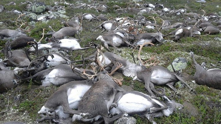 323 renos mueren alcanzados por un rayo en Noruega (FUERTES IMÁGENES)