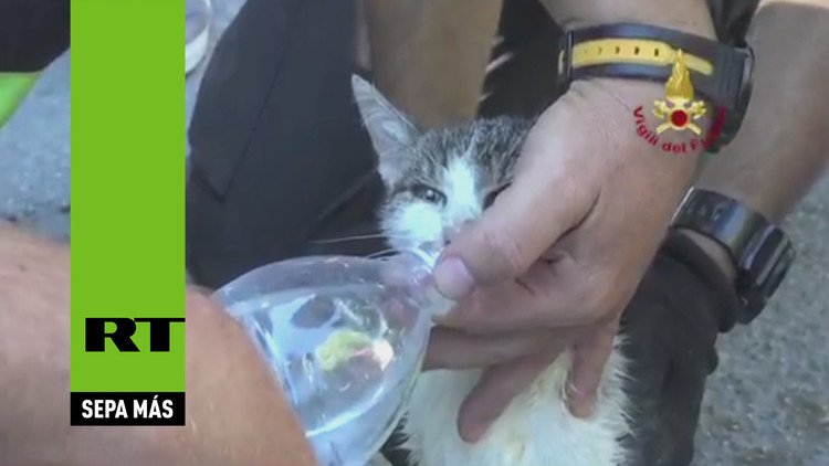 Terremoto en Italia: Hallan con vida a un gatito que quedó atrapado entre los escombros