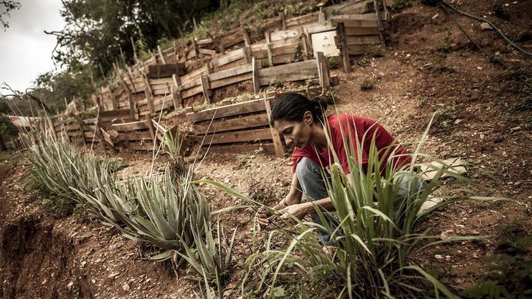 En Caracas una familia siembra hortalizas y cría peces para evitar la guerra económica