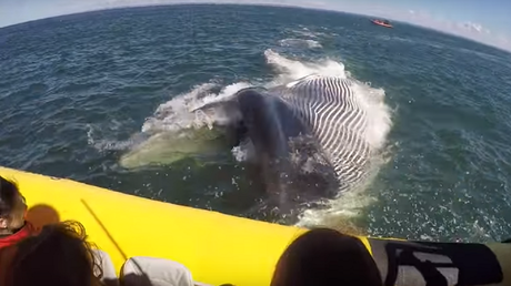 Escalofriante momento en que una gigante ballena casi 'se traga' un bote lleno de turistas