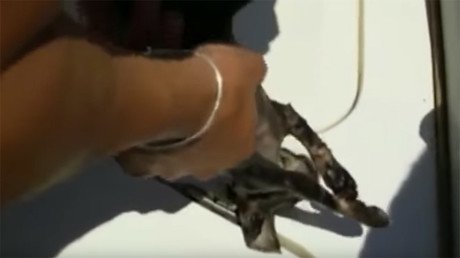 El boca a boca de unos guardacostas italianos salva la vida de un gatito rescatado del mar (video)