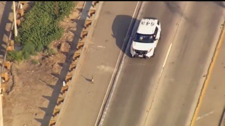 Un ganso imperturbable paraliza el tráfico de toda una carretera