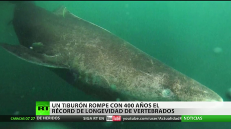 Un tiburón rompe con 400 años el récord de longevidad de los vertebrados