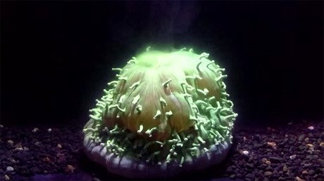 Graban por primera vez la muerte de un coral