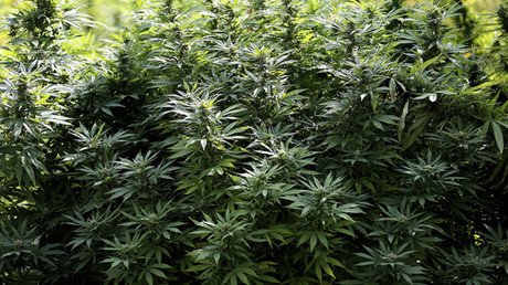 ¿Cannabis sexista?: la marihuana tiene diferentes efectos en hombres y en mujeres