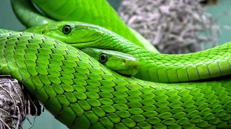 Reino Unido: Una mujer corta la cabeza a sus dos serpientes para comérselas y se libra de la cárcel