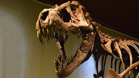 Hallan un enorme cráneo de un tiranosaurio en EE. UU.