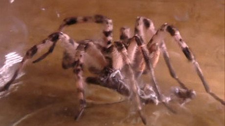 Video: Pánico en un pueblo de Siberia por la llegada masiva de tarántulas