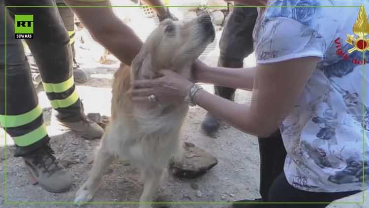 Sismo en Italia: Rescatan a un perro que sobrevivió 9 días bajo los escombros