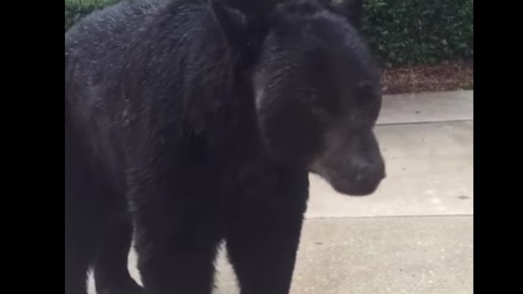 ¡Ni respires!: Una mujer se queda 'congelada' al encontrarse cara a cara con un gran oso negro