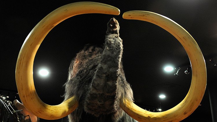 Los mamuts pueden llegar a ser una especie protegida, 4.000 años después de su extinción