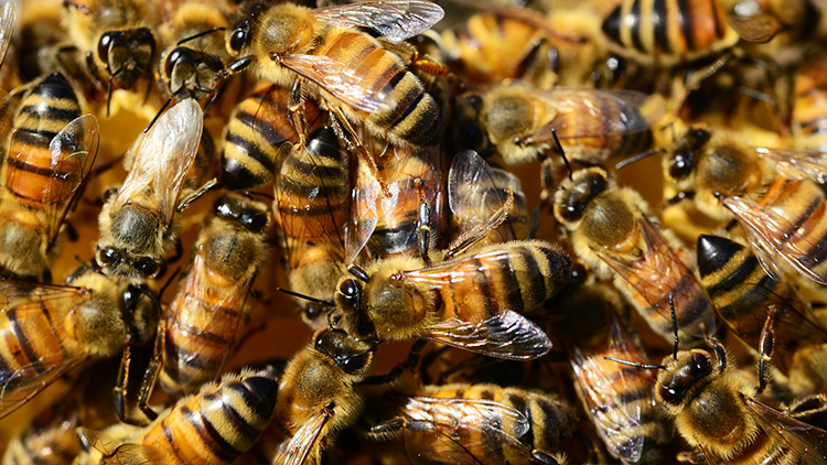 Detectan a los dos enemigos mortales de las abejas reinas