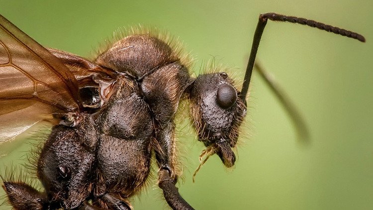 El infierno de las hormigas se encuentra en un antiguo búnker soviético 