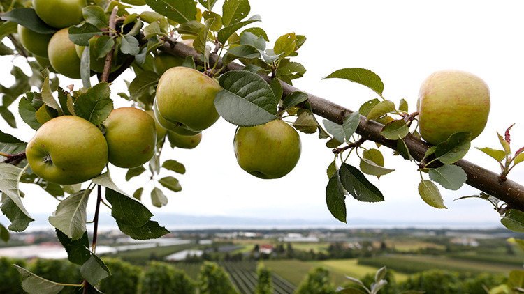 Manzanas mortíferas: forma en que esta fruta puede resultar fatal