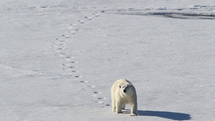 Reabierta una estación meteorológica rusa en el Ártico tras el 'asedio' de osos polares