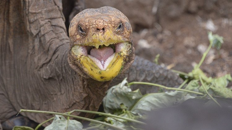 La historia de Diego, la tortuga que tuvo 800 crías y salvó a su especie de la extinción