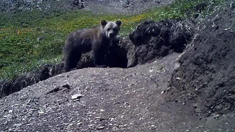 Rusia: Un oso que se creía extinto aparece en un video grabado en Altái