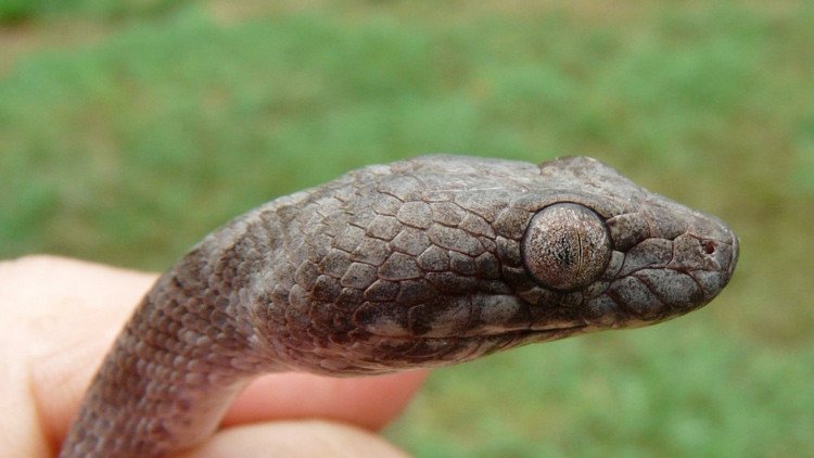 Descubren una serpiente 'fantasma' en Madagascar (foto)