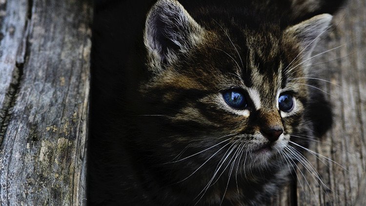 "Tiernos asesinos": ¿Por qué los gatos son un peligro para el planeta?