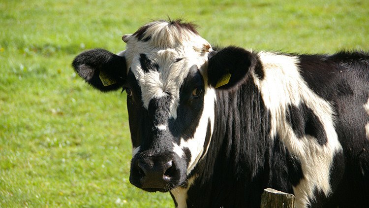 Foto viral: Google pixela la cabeza de una vaca para proteger su privacidad