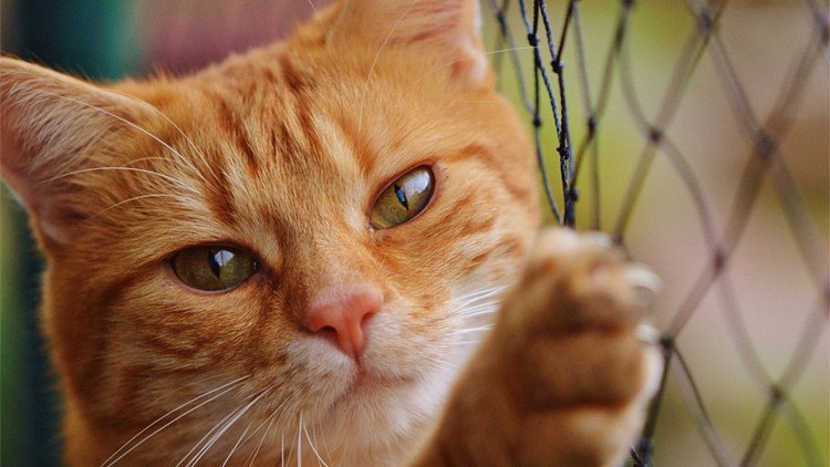 La ciencia alerta: darle un beso a su gato puede matarle 