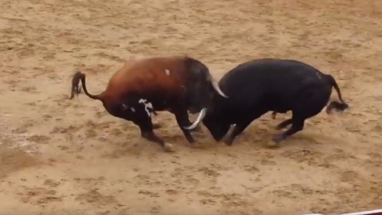 Mueren a la vez dos toros al chocar de frente en un encierro en España (FUERTES IMÁGENES)