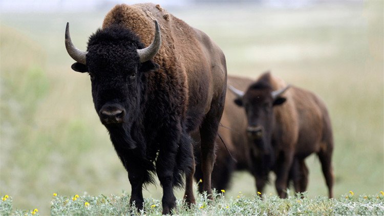 El misterio de los bisontes decapitados en España