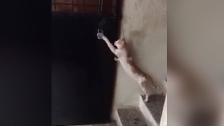 Un gato llama a la puerta y espera a que le abran