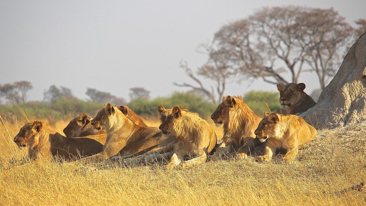 Algo raro pasa en la sabana: ¿Las leonas 'cambian de sexo'?