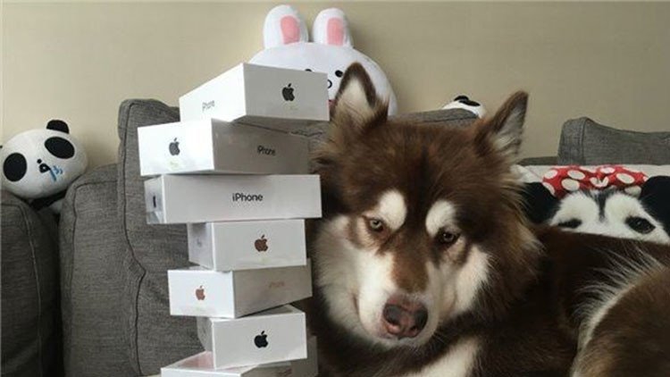 La mascota mejor conectada: Hijo del hombre más rico de China le regala ocho iPhone 7 a su perra