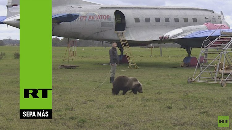 Mientras tanto en Rusia: Este cachorro de oso quiere ser aviador