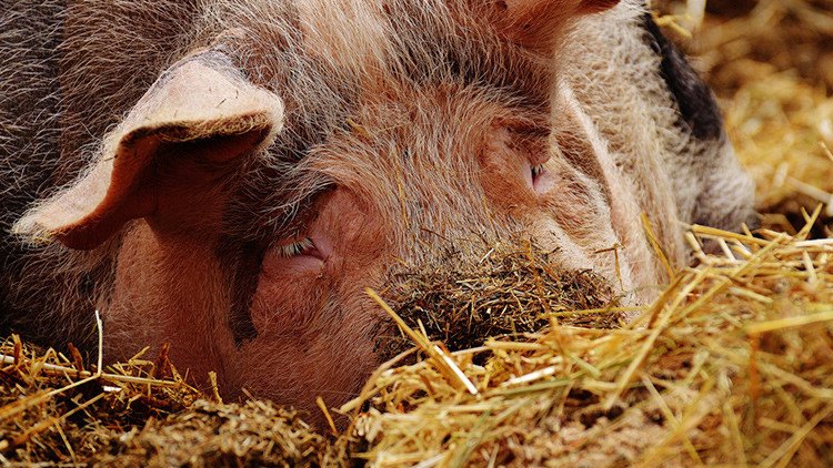 FUERTES IMÁGENES: A juicio por maltratar cerdos en una granja española