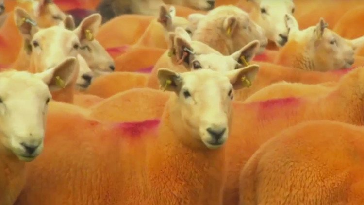 ¿Por qué este granjero pintó todas sus ovejas de color naranja?