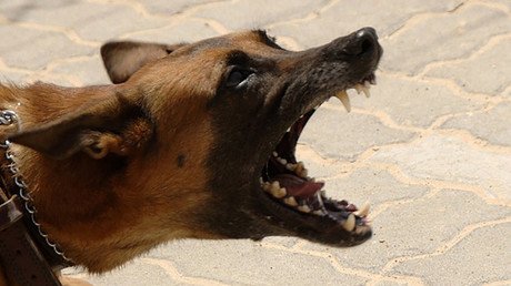 Identifican a un agresor sexual gracias a las mordidas del perro de la víctima