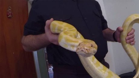 16.000 dosis de coca, armas y una pitón: Desarticulan una banda narco en Buenos Aires (video)