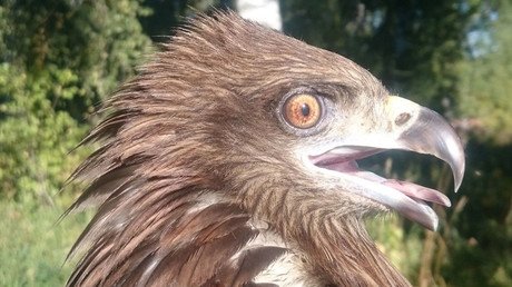 Una abuela rusa alimenta a un halcón herido durante un mes y este es el resultado (Fotos)