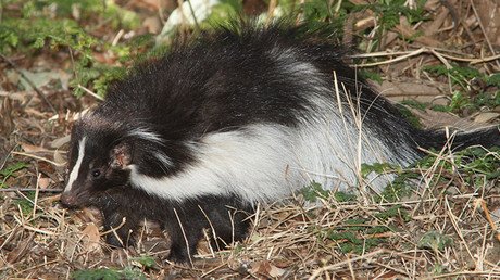 EE.UU.: Envía animales muertos y acosa al maestro que obtuvo el empleo que deseaba