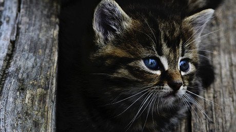 "Tiernos asesinos": ¿Por qué los gatos son un peligro para el planeta?
