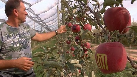 La última moda frutal: Manzanas independentistas en Cataluña