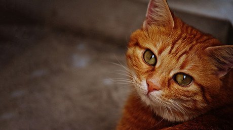  Un gato sobrevive más de un mes bajo los escombros tras el sismo en Italia 