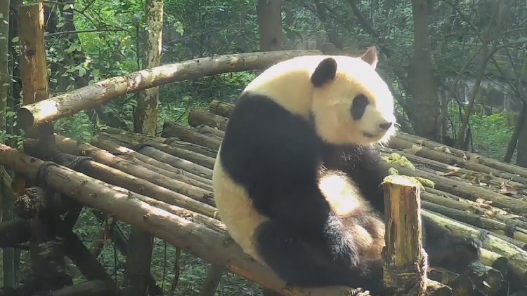 Graban a un adorable panda haciendo lo que la mayoría de humanos no hace 