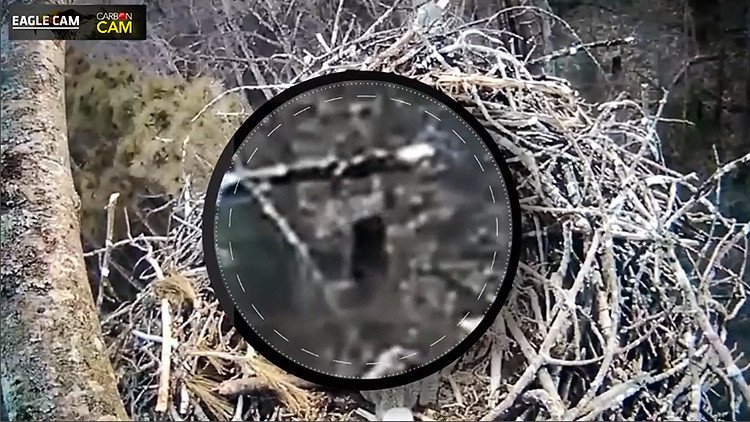 ¿Prueba irrefutable?: Una cámara oculta captura a un 'Big Foot' (VIDEO)