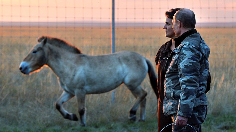 VIDEO: Putin visita una reserva ecológica en los Urales y libera a 6 caballos salvajes
