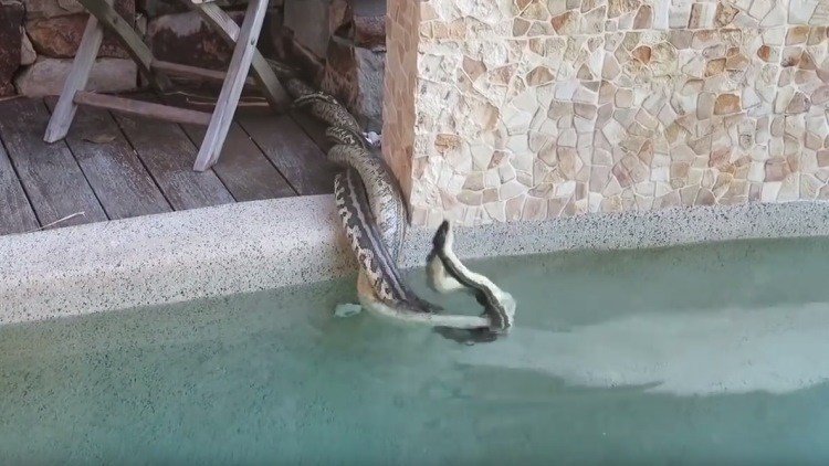 Filman una feroz batalla entre dos serpientes 