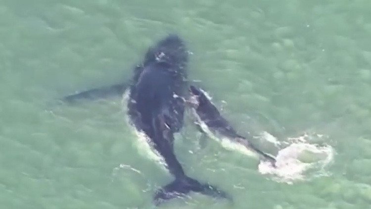 VIDEO: Una cría de ballena salva a su madre varada en el litoral 