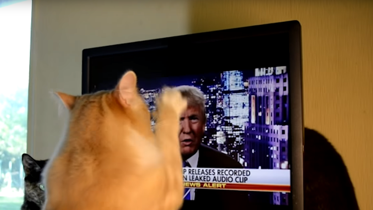 Este 'ofendido' gato se vuelve loco cuando ve a Donald Trump en la TV 