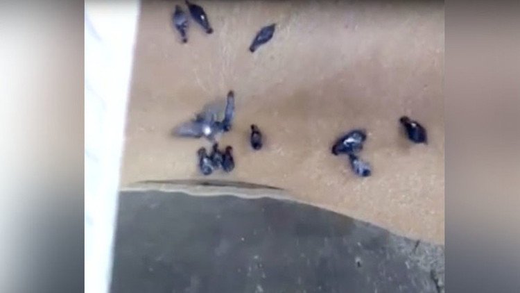 'Pan con alas': Un molino 'se traga' a palomas vivas mientras procesa el grano (video)