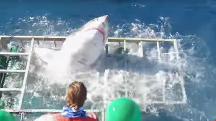  Terror en el mar: Un enorme tiburón blanco rompe la jaula donde nadaba un buzo