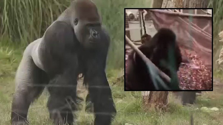 Pánico en el zoo: Publican el momento en que un gorila rompe su jaula y escapa 